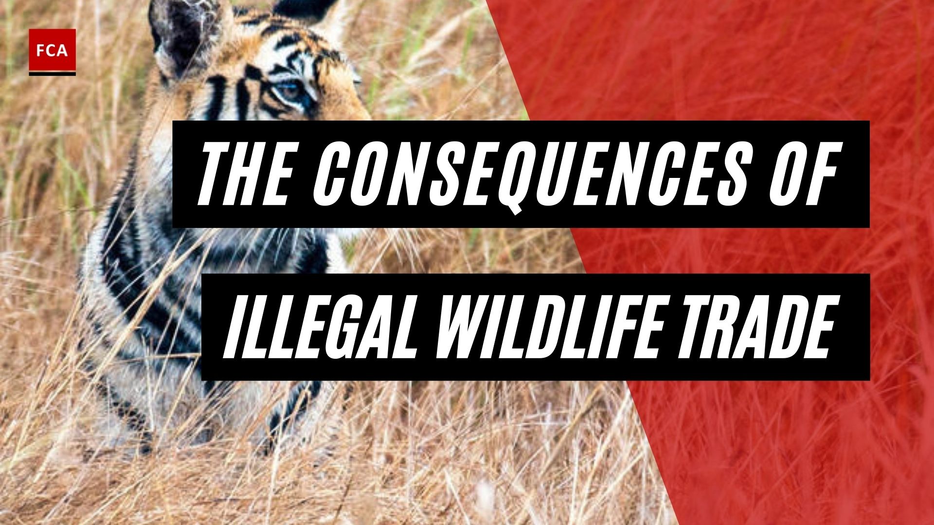 Consequences Of Illegal Wildlife Trade And Poaching