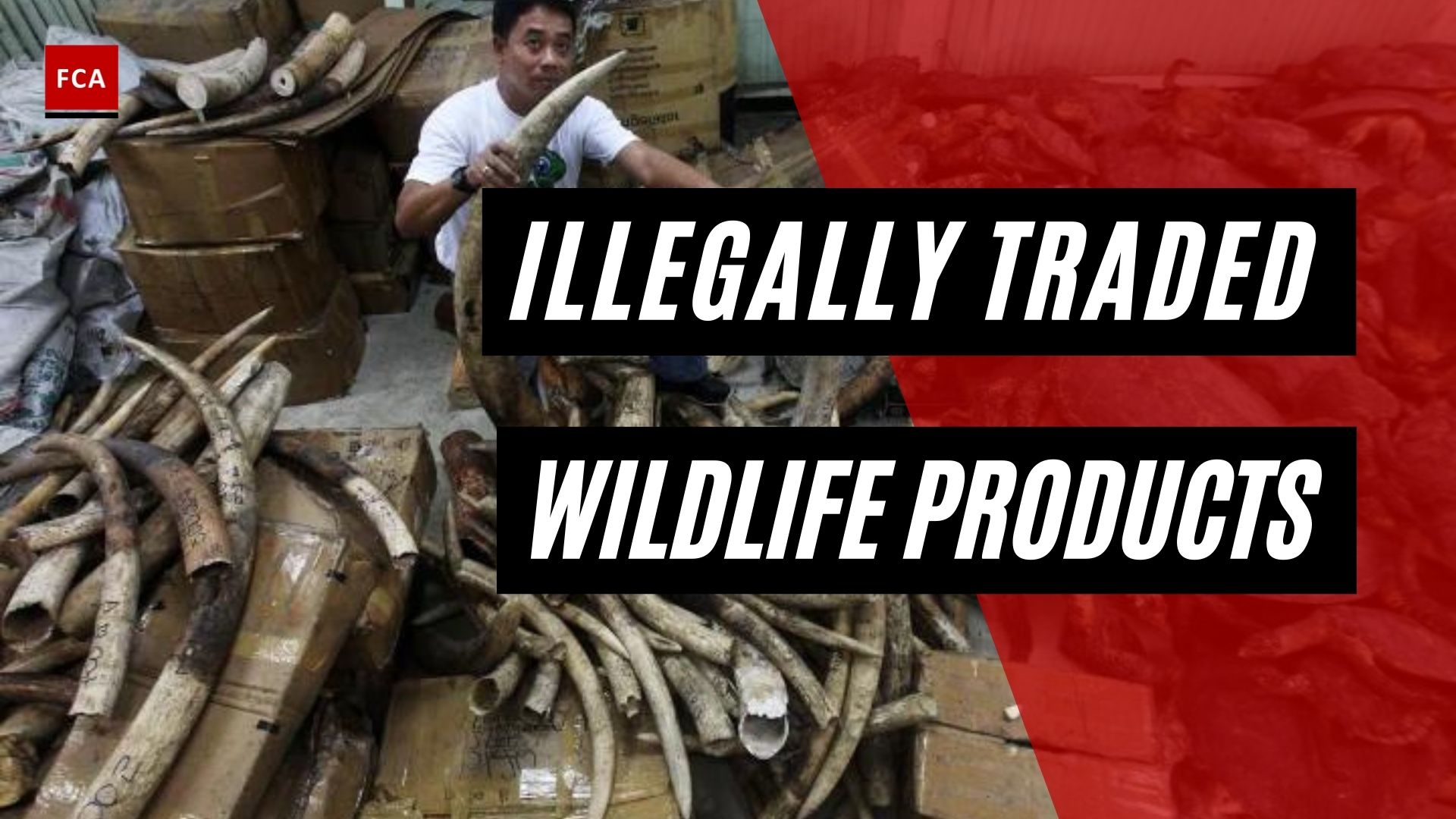 Illegally Traded Wildlife Products