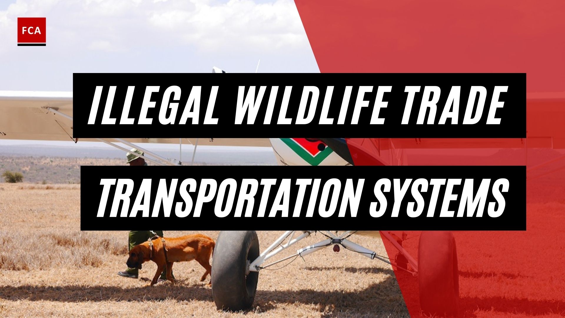 Illegal Wildlife Trade Transportation