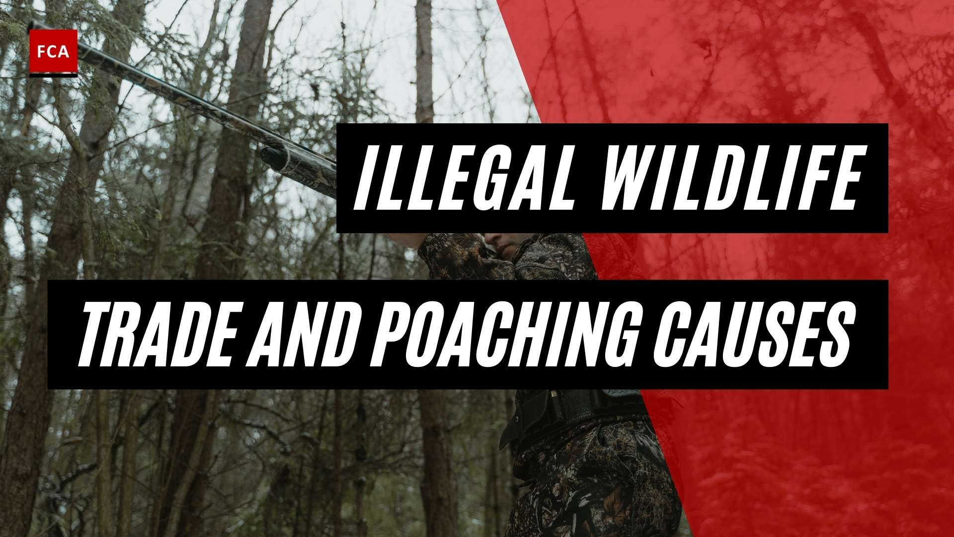 Causes Of Illegal Wildlife Trade And Poaching - Featured Image