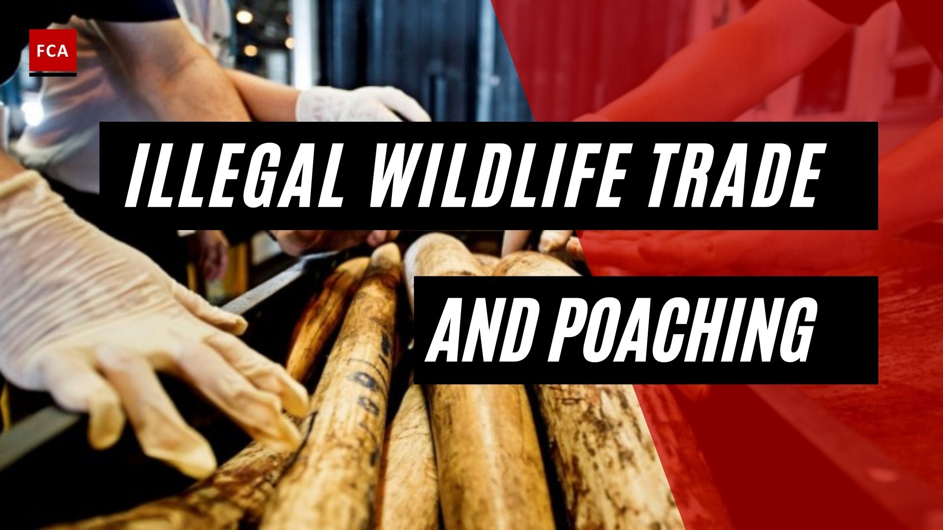 Illegal Wildlife Trade And Poaching