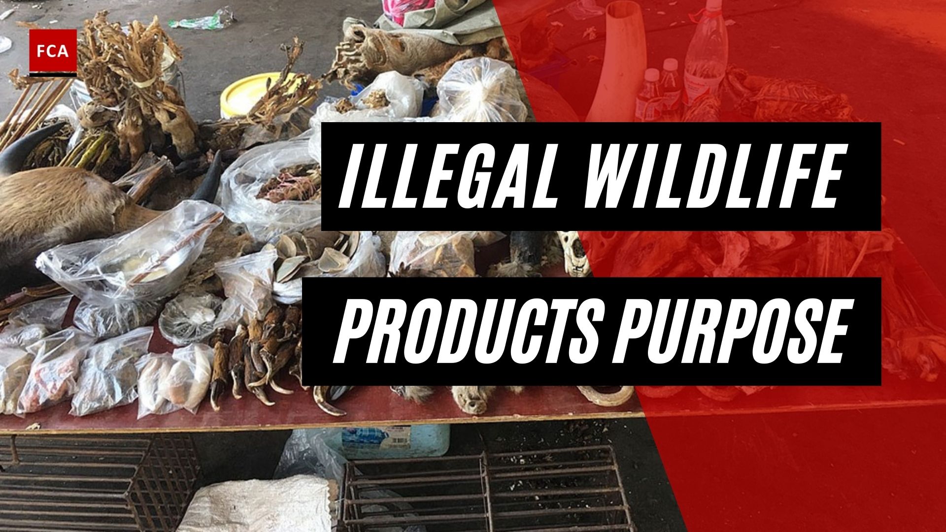 Illegal Wildlife Products