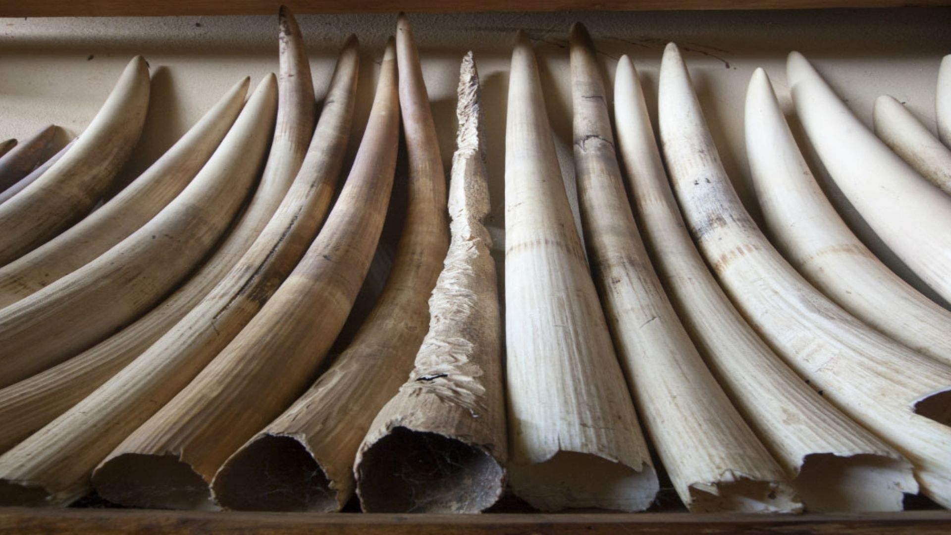 What Is Illegal Wildlife Trade And Poaching?