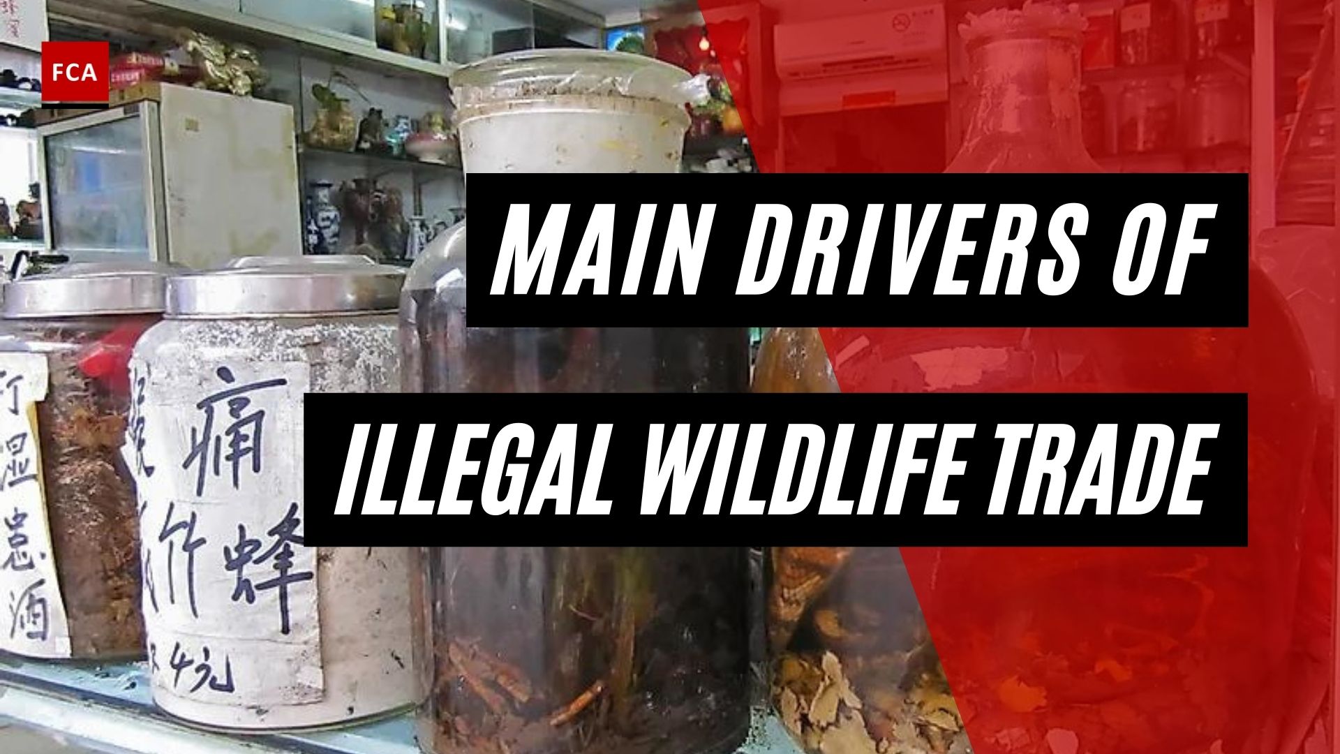 Main Drivers Of Illegal Wildlife Trade