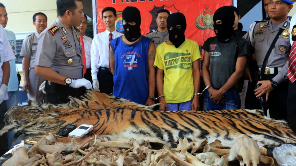 Main Drivers Of Illegal Wildlife Trade