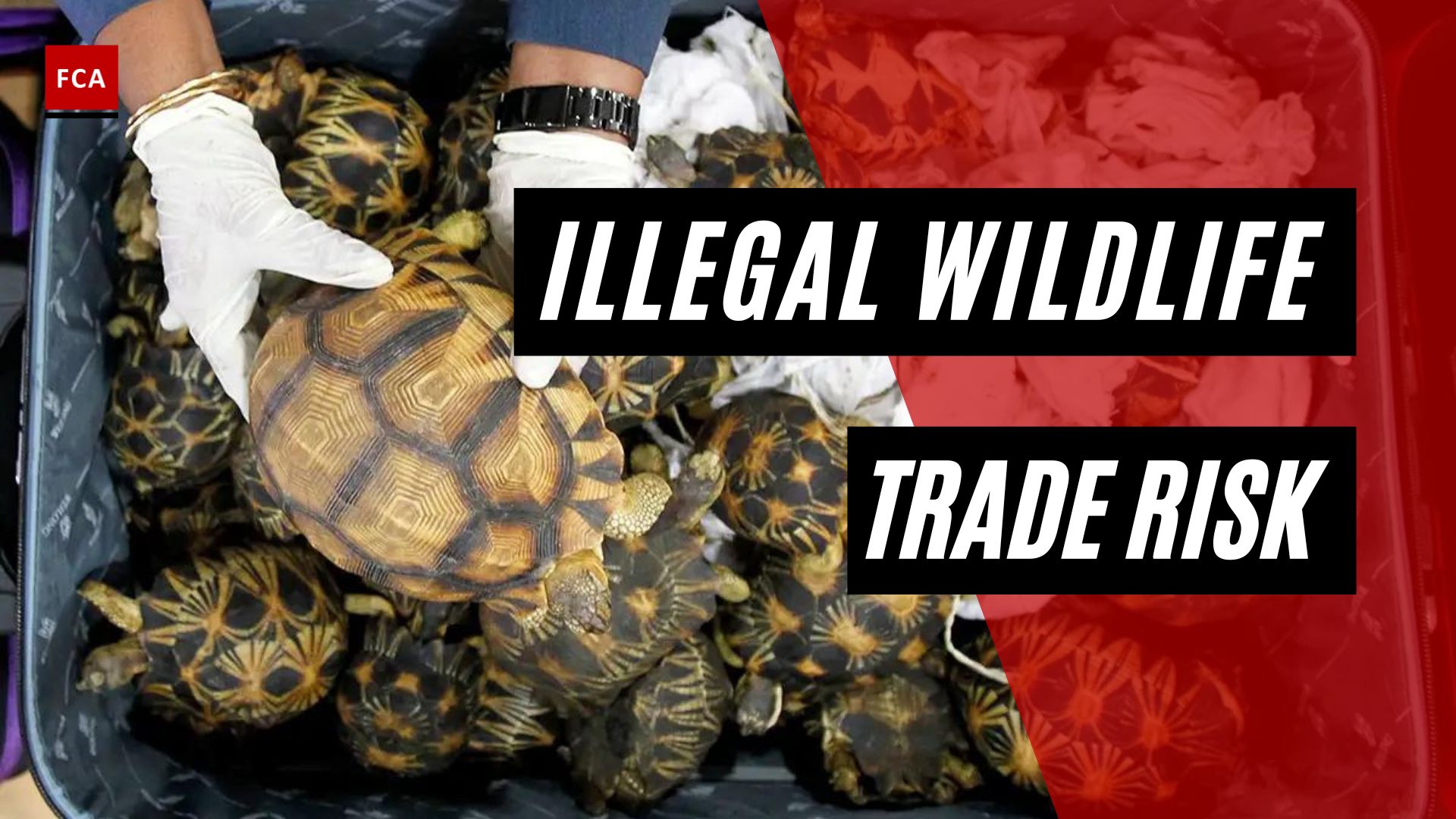 Illegal Wildlife Trade Risk