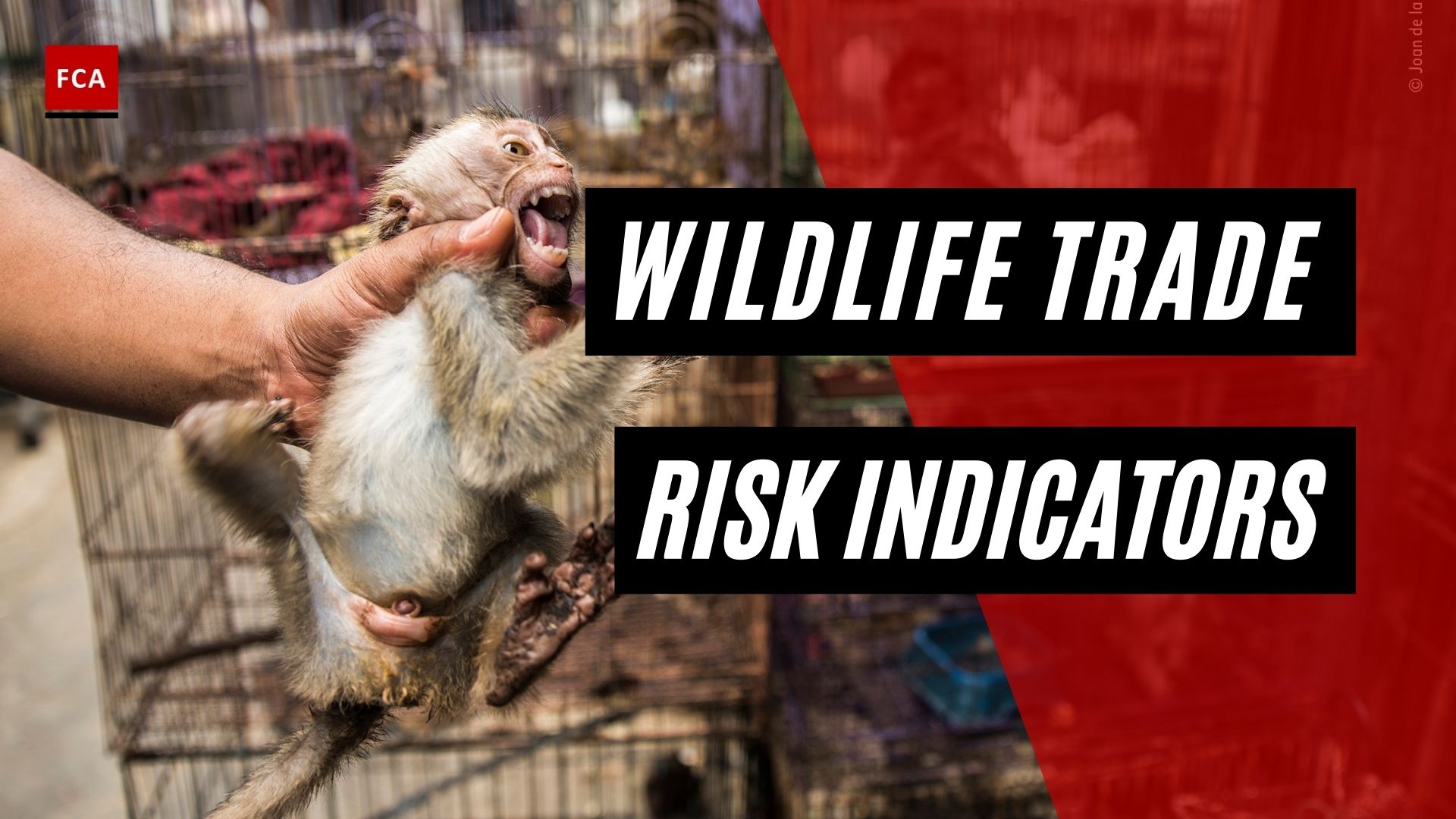 Wildlife Trade Risk Indicators