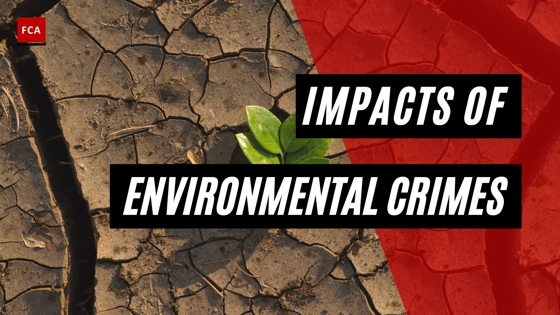 Impacts Of Environmental Crimes